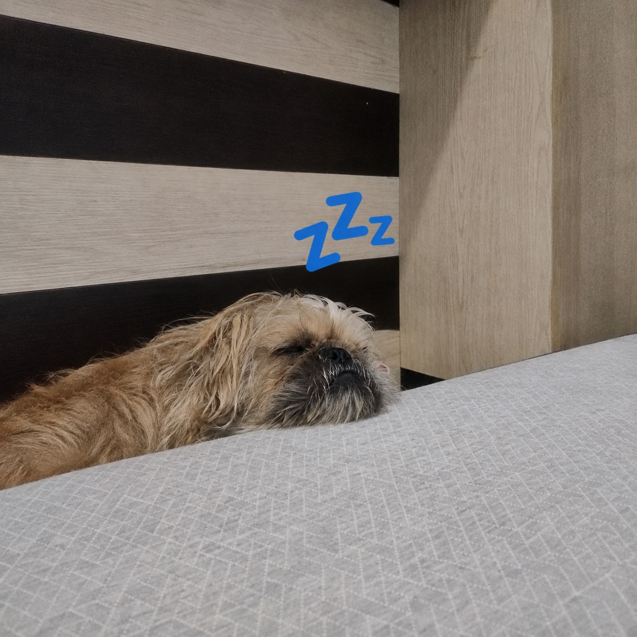 Chief Happiness Officer taking a restorative nap